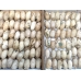 Chinese Oak Silkmoth pernyi 15 eggs 